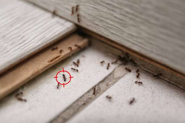 Best Pest Removal Services  in Richmond Heights, OH