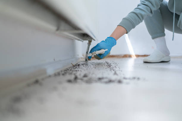 Best Cockroach Control Services  in Richmond Heights, OH